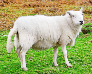 Similar image 398070