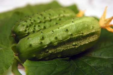 Similar image 401439