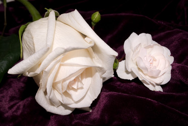 Similar image 403049