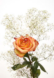 Similar image 403200