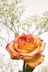 Similar image 403202