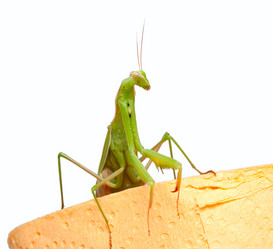 Similar image 403411