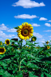 Similar image 411063