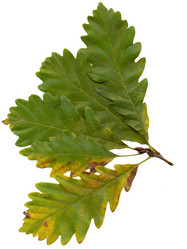 Similar image 412290