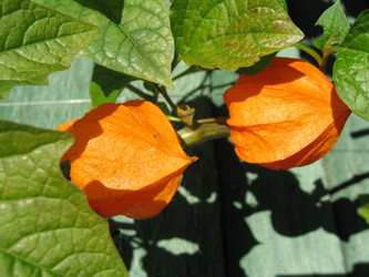 Similar image 412310