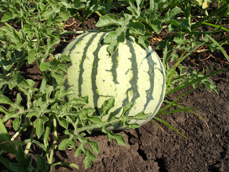 Similar image 412726