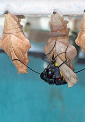 Similar image 412885