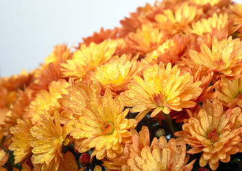 Similar image 416269