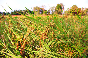 Similar image 416586