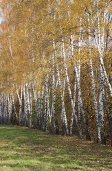 Similar image 420041