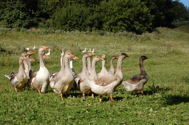 Similar image 423593