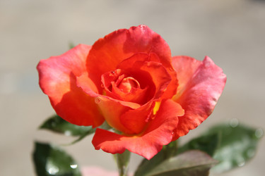 Similar image 424211