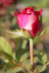 Similar image 424212