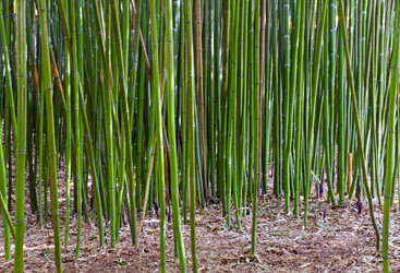 Similar image 425409