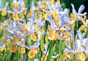 Similar image 425651