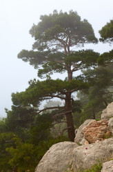 Similar image 425903