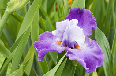 Similar image 426782