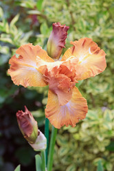 Similar image 426789