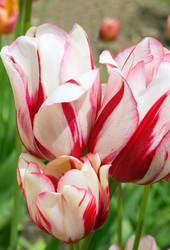 Similar image 426833