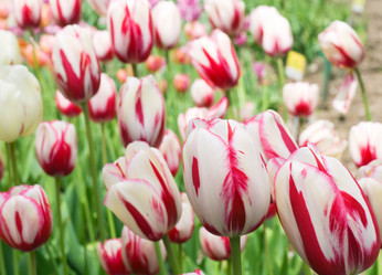 Similar image 426834