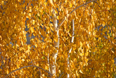 Similar image 428125