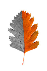 Similar image 428337