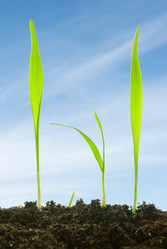 Similar image 428631