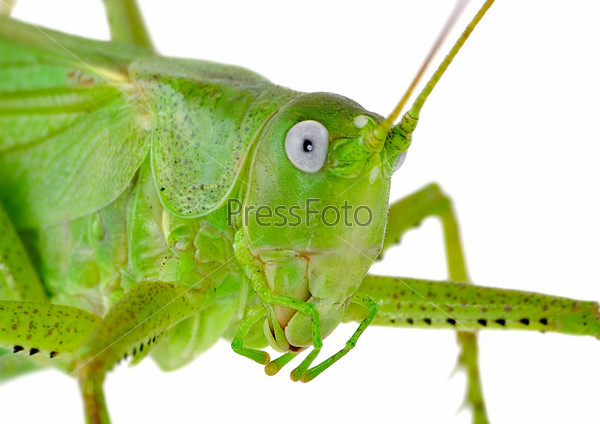 Зеленая саранча, крыло насекомое. Вредители сельскохозяйственных культур
