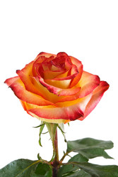 Similar image 429385