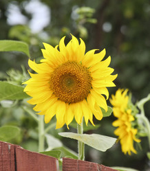 Similar image 429644