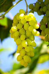 Similar image 430688