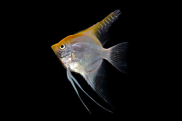 Similar image 430995