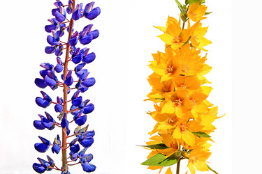 Similar image 432270