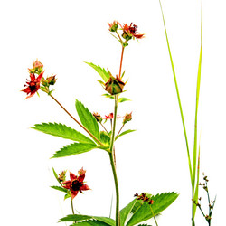 Similar image 432274