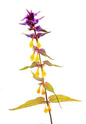 Similar image 432275