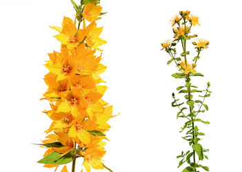 Similar image 432277