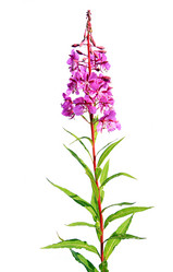 Similar image 432278