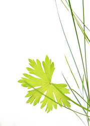 Similar image 432333