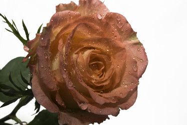 Similar image 432541