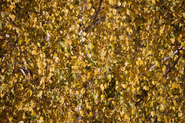 Similar image 432901