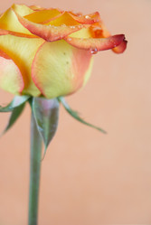 Similar image 433390