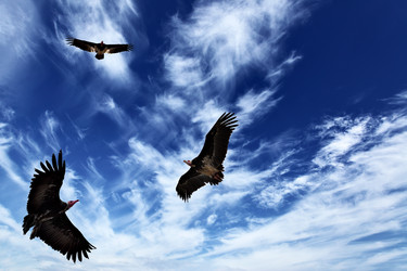 Similar image 433398