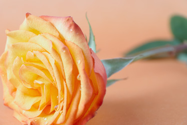 Similar image 433932