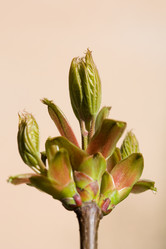 Similar image 433962