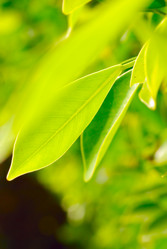 Similar image 434915