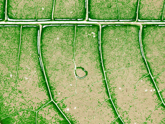 Similar image 435075