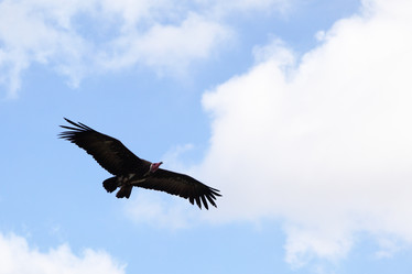 Similar image 435125