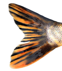 Similar image 435698