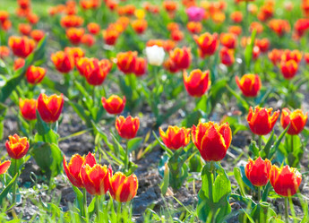 Similar image 435920