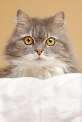 Similar image 436019